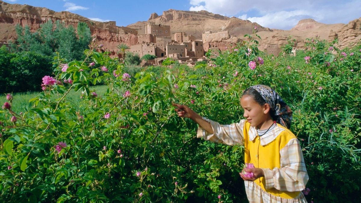 Náročná práce a málo peněz. Marocké sběračky růžových květů mají těžký život